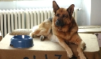 Kommissar Rex Vorschau